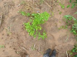 18707P1000545.JPG