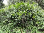 46817DSC02155.JPG