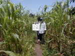 11978GT022_Guinee_Corn.JPG