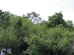 1053758-forest-dry-mudunagal-sanctuary-b.gif