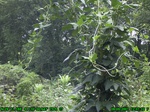 1131R0015323_tag.jpg