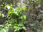 50196DSC01995.JPG