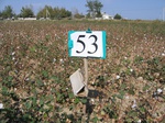 8078053-Irrigated (Surface water) cotton-c.jpg