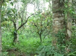 51093CIMG4890.JPG