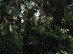 15493IMG_4563.JPG