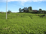 15067IMG_3886.JPG