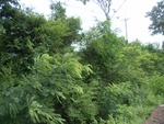 33392RIMG0132.JPG