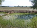 33570RIMG0235.JPG