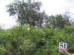 1051651-forest-remanant-degraded-iucn-a.gif
