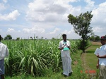6293056b-irrigated-canal-and-groundwater-large-scale-mixedcrop-rice-dominant-sugarcane-doublecrop.jpg