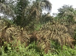 49065CIMG5402.JPG