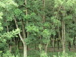 34845CIMG1516.JPG