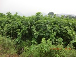 33025CIMG2186.JPG