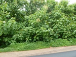 20945P1020812.JPG