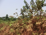 46954CIMG3291.JPG