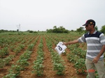 6017008a-rainfed-mixed-crop-cotton-dominant-sorgam-fallows.jpg