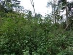 46428CIMG0717.JPG