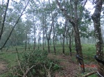 53200CIMG4934_调整大小.JPG