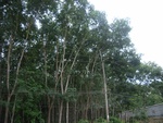 33699RIMG0317.JPG