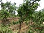 53401CIMG6716.JPG