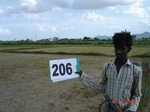 127430206b-irrigated-canal-rice.gif