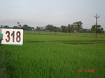 131460318d-irrigated-canal-rice-doublecrop.gif