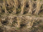 8565IMG_0389.JPG