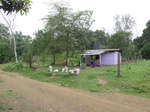 32076FC5Aruza1.JPG