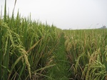 15001IMG_3811.JPG