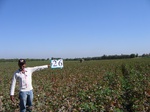10199026-Farm land (Surface water) Cotton-b.jpg