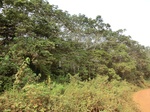 47442CIMG3779.JPG