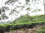 15289IMG_4122.JPG