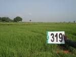 131490319c-irrigated-canal-rice-doublecrop.gif