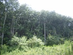 33715RIMG0333.JPG