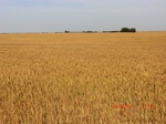 29711CIMG1028.JPG