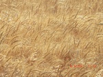 29904CIMG1462.JPG