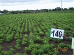 68830140a-irrigated-supplemental-major-lift-irrigation-mixedcrop-soyabean-sorghum-maize-cotton.jpg