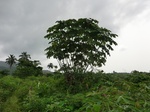 45368CIMG2453.JPG