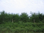 1183265-plantation-young-multipurpose-outside-view-d.jpg