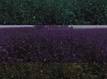 11440010--irrigated-cotton-sw-1a.jpg