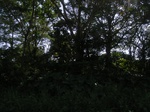8961RIMG0036.JPG