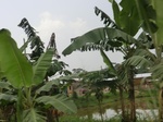 49987CIMG6324.JPG