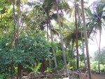 497519042008(72).JPG