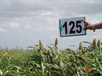 124600125a-rainfed-agriculture-millet-sorghum.gif