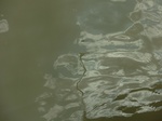 58587CIMG3037.JPG