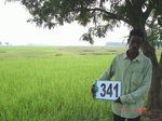 132290341b-irrigated-canal-rice.gif