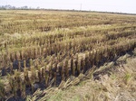 3219R0017253.JPG