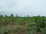 18556P1000392.JPG