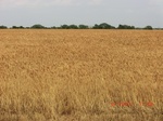 29468CIMG0766.JPG