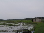 1041411-cropland-rice-a.gif